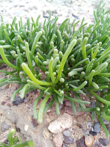Mesembryanthemum nodiflorum