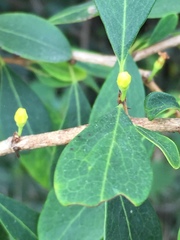 Erythroxylum monogynum