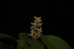 Miconia subseriata