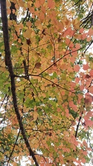 Acer skutchii