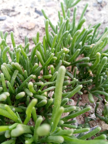 Mesembryanthemum nodiflorum
