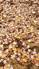 Acer skutchii