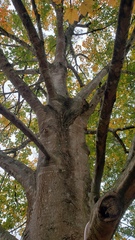 Acer skutchii