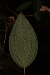 Miconia subseriata