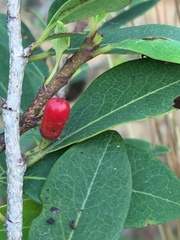 Erythroxylum monogynum