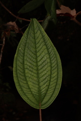 Miconia subseriata