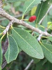 Erythroxylum monogynum