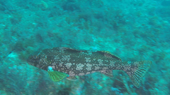 Aplodactylus arctidens