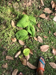 Smilax setosa