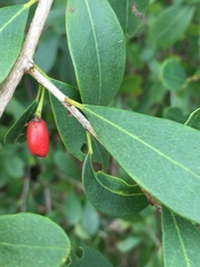 Erythroxylum monogynum