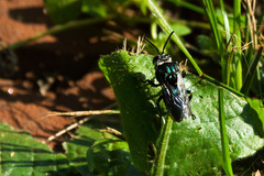 Thalestria spinosa