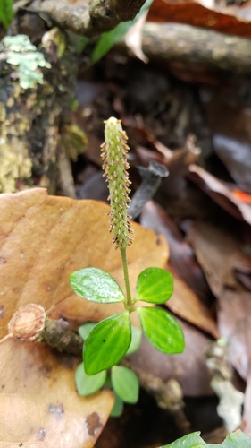 Peperomia tetraphylla