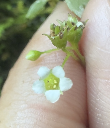 Oregon Sullivantia (Sullivantia oregana)