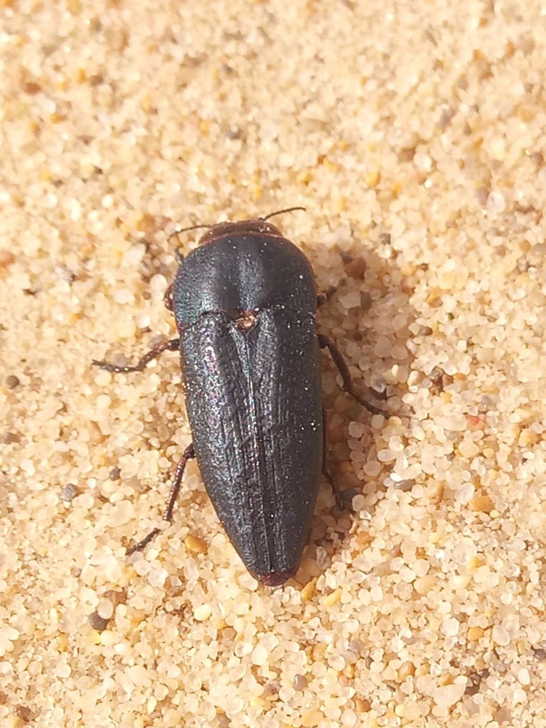 Sphenoptera pharao