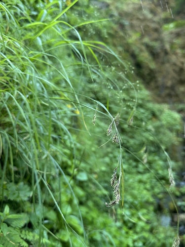 Alaska Large Awn Sedge (Carex macrochaeta)