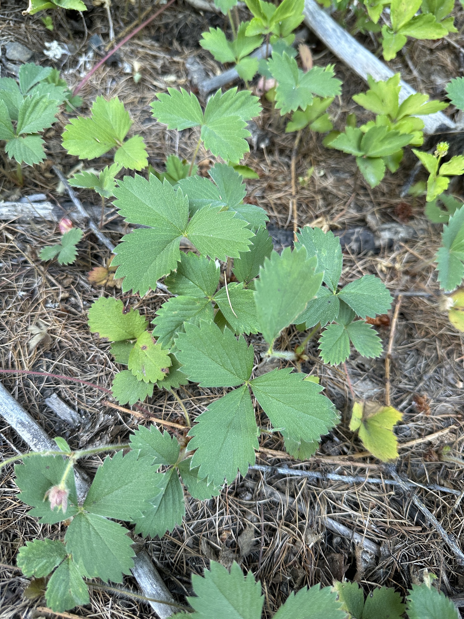 Cascades Strawberry (Fragaria cascadensis)