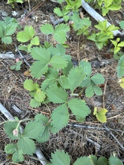 Fragaria cascadensis