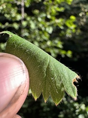 (c) Matt Berger, some rights reserved (CC BY) Fragaria cascadensis, photograph (c) Matt Berger, some rights reserved (CC BY)