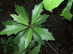 Brachyglottis kirkii
