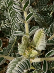 Astragalus gombo image