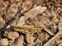 Austroicetes