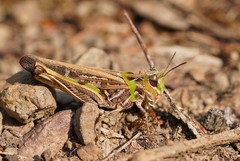 Austroicetes