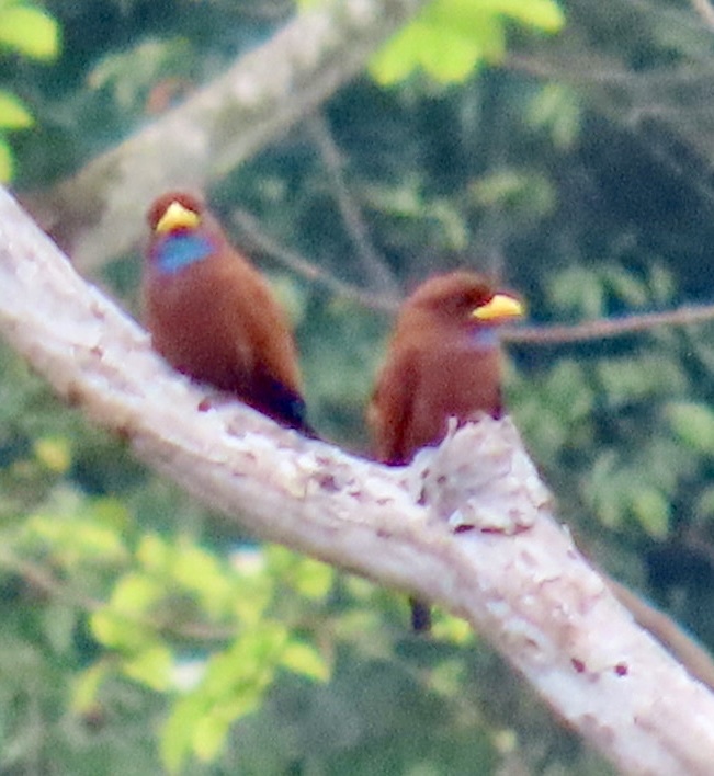 Blue-throated Roller (Eurystomus gularis), photo 9