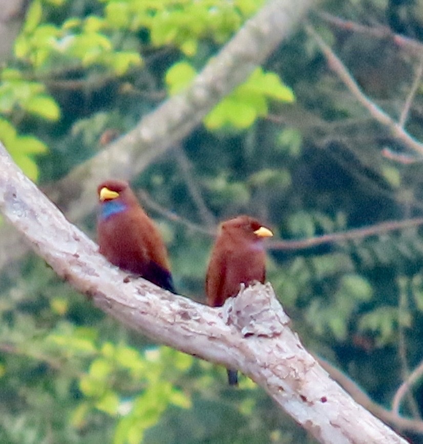 Blue-throated Roller (Eurystomus gularis), photo 7