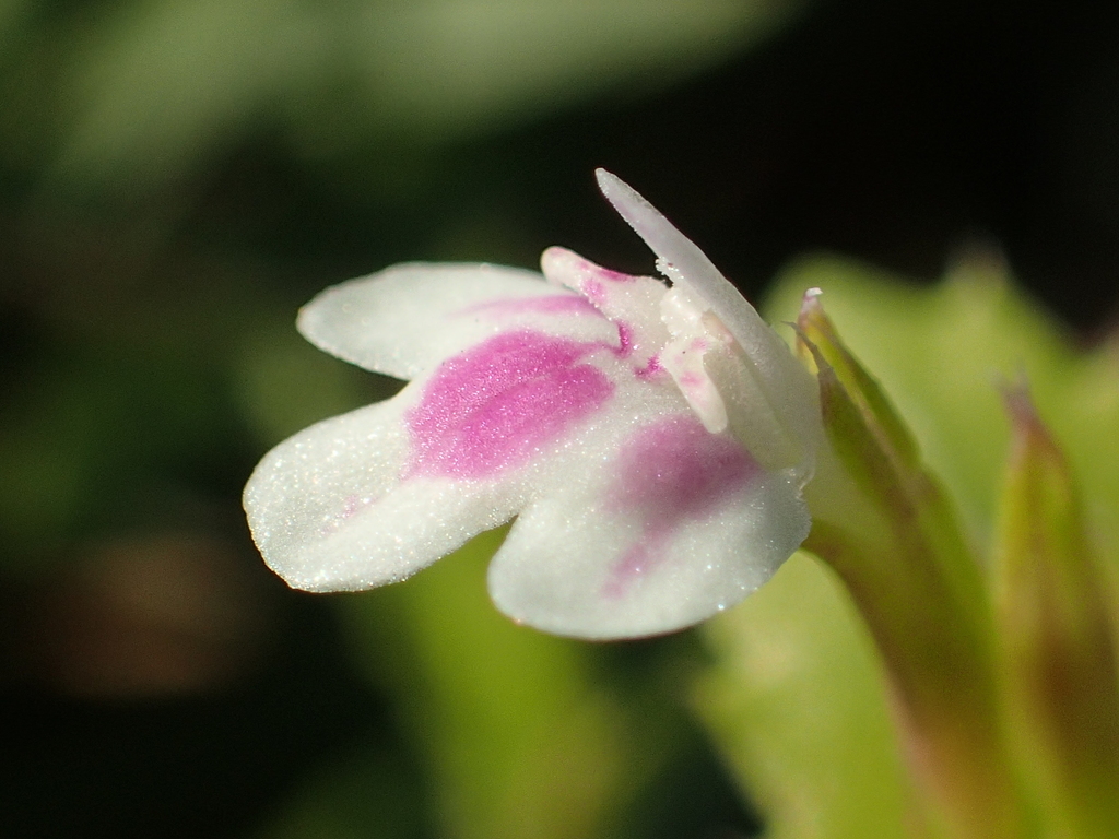 Fringed lindernia