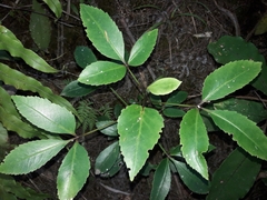Pseudopanax gilliesii