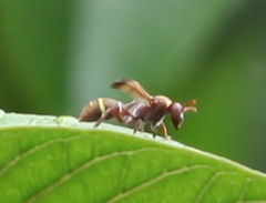 Polistes badius