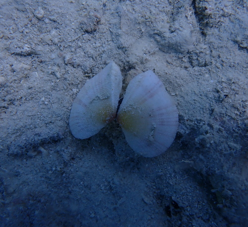 Scutarcopagia linguafelis observed 2025-11-09