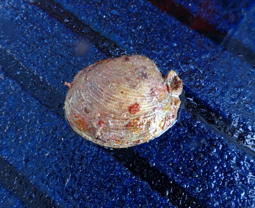 Antigona laqueata observed 2025-11-09