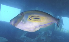 Meuschenia hippocrepis