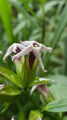 Cestrum miradorense