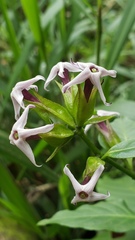 Cestrum miradorense