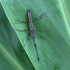 Ithystenus hollandiae