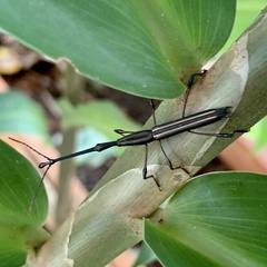 Ithystenus hollandiae