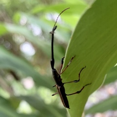 Ithystenus hollandiae