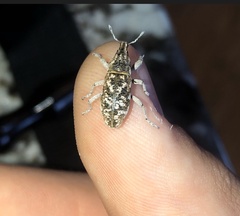 Cyphocleonus achates