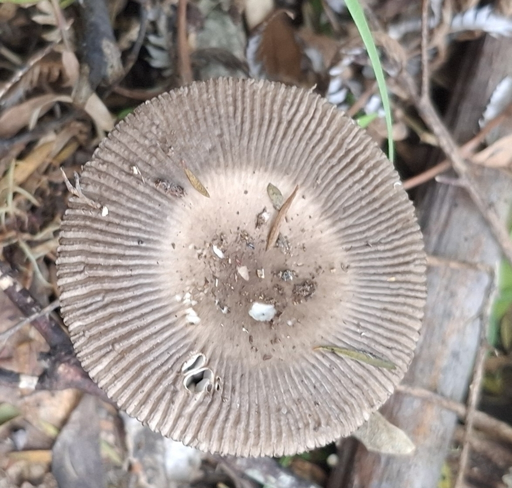 Amanita pekeoides · December 2025 · photo: © hiltonward (iNaturalist, cc0)