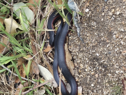 Red-bellied Black Snake sighting
