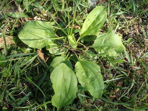 Plantago asiatica