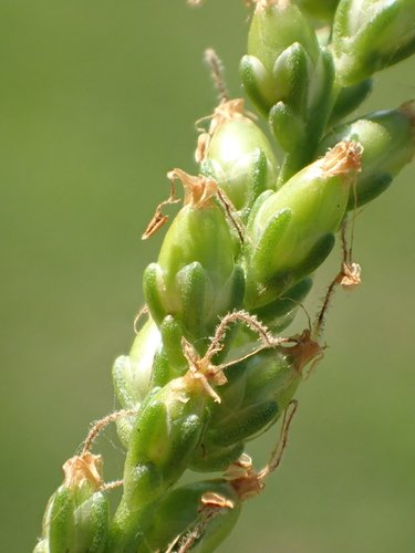 Plantago asiatica