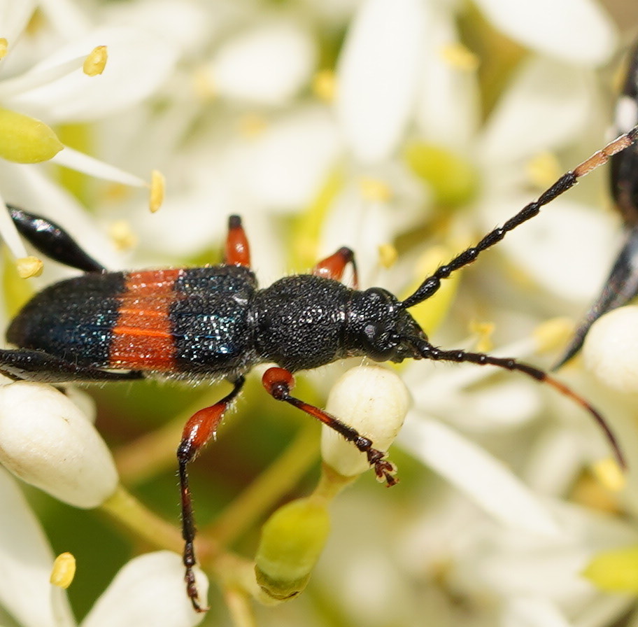 Obrida