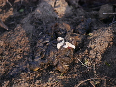 Cestoda