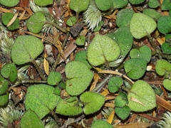 Nertera dichondrifolia