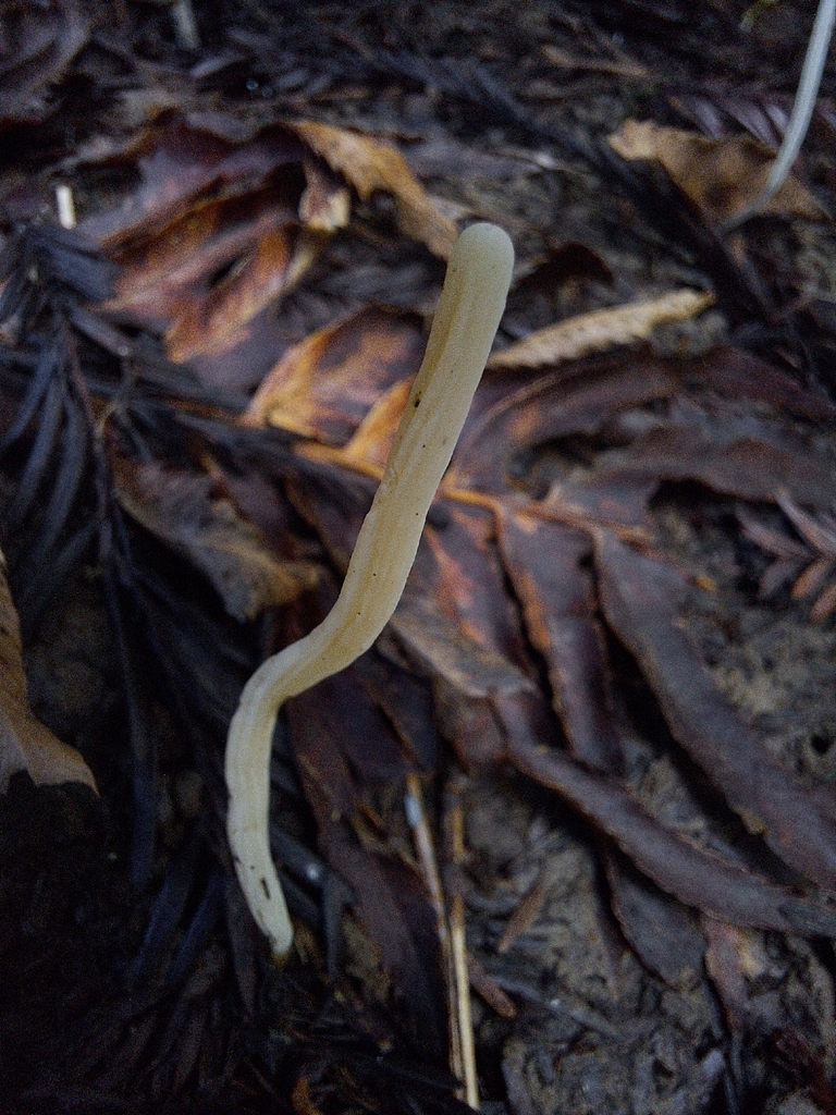 Clavaria falcata · December 2025 · photo: © entomorgue (iNaturalist, cc0)