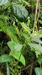 Euphorbia xalapensis