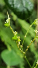 Euphorbia xalapensis